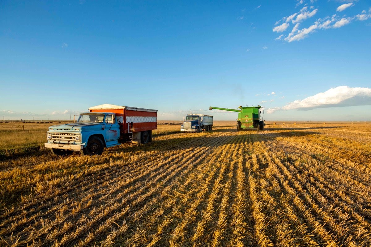 6 điều kiện chương trình định cư Alberta diện chủ trang trại